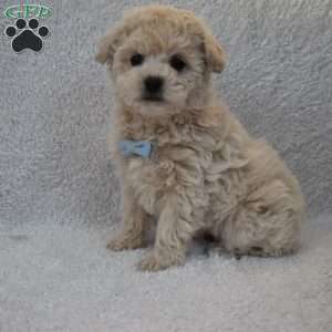 Teddy, Toy Poodle Mix Puppy